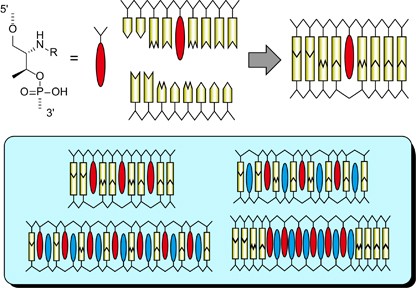 Design of photofunctional oligonucleotides by copolymerization of natural nucleobases with base surrogates prepared from acyclic scaffolds