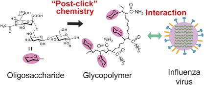 Synthesis of well-controlled glycopolymers bearing oligosaccharides and their interactions with influenza viruses