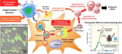Design of pH-sensitive polymer-modified liposomes for antigen delivery and their application in cancer immunotherapy