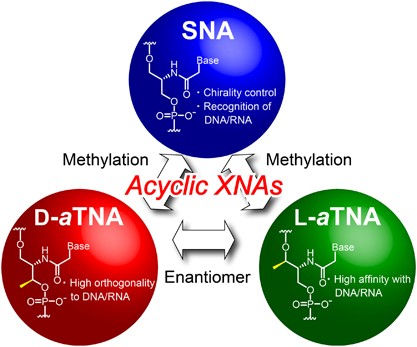 Acyclic artificial nucleic acids with phosphodiester bonds exhibit unique functions