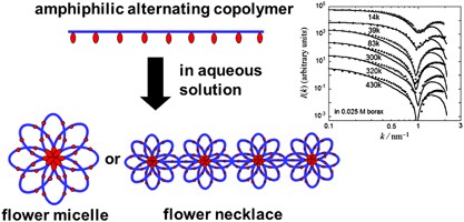 Local and global conformations of flower micelles and flower necklaces formed by an amphiphilic alternating copolymer in aqueous solution