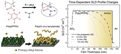 Penetration and exchange kinetics of primary alkyl amines applied to reactive poly(pentafluorophenyl acrylate) thin films