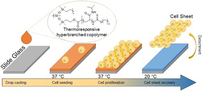 Synthesis of hyperbranched-linear poly(<i>N</i>-isopropylacrylamide) polymers with a poly(siloxysilane) hyperbranched macroinitiator, and their application to cell culture on glass substrates