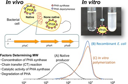 Fundamental factors determining the molecular weight of polyhydroxyalkanoate during biosynthesis