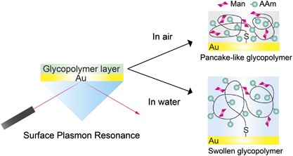 SPR study for analysis of a water-soluble glycopolymer interface and molecular recognition properties