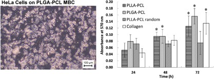 Enhanced proliferation of HeLa cells on PLLA-PCL and PLGA-PCL multiblock copolymers