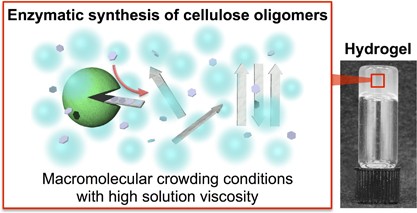 Effect of solution viscosity on the production of nanoribbon network hydrogels composed of enzymatically synthesized cellulose oligomers under macromolecular crowding conditions