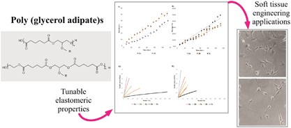 Structure and properties of biocompatible poly(glycerol adipate) elastomers modified with ethylene glycol