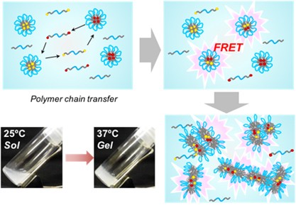 Analysis of the sol-to-gel transition behavior of temperature-responsive injectable polymer systems by fluorescence resonance energy transfer