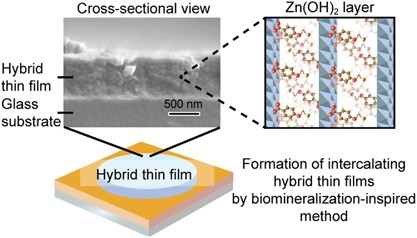 Macromolecular templates for biomineralization-inspired crystallization of oriented layered zinc hydroxides