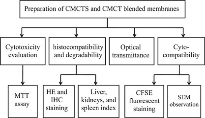 Membranes based on carboxymethyl chitin as potential scaffolds for corneal endothelial transplantation