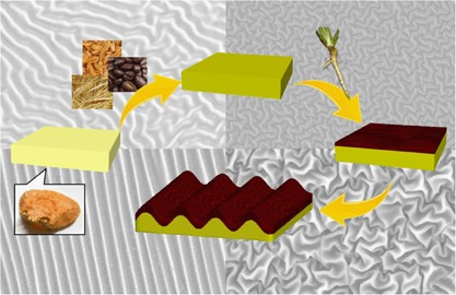 Preparation of biobased wrinkled surfaces via lignification-mimetic reactions and drying: a new approach for developing surface wrinkling