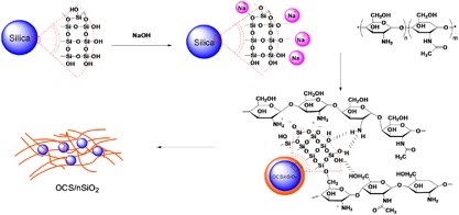 New oligochitosan-nanosilica hybrid materials: preparation and application on chili plants for resistance to anthracnose disease and growth enhancement