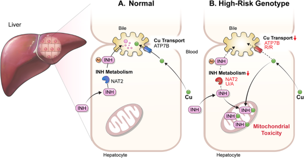 Synergistic toxicity with copper contributes to NAT2-associated isoniazid toxicity