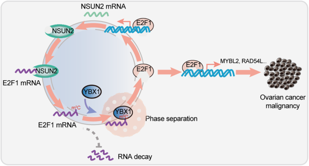 RNA m<sup>5</sup>C modification upregulates E2F1 expression in a manner dependent on YBX1 phase separation and promotes tumor progression in ovarian cancer