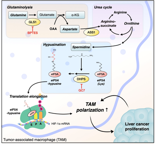 Glutamine-derived aspartate is required for eIF5A hypusination-mediated translation of HIF-1α to induce the polarization of tumor-associated macrophages