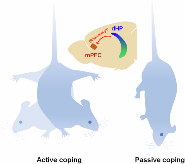 Activity in the dorsal hippocampus-mPFC circuit modulates stress-coping strategies during inescapable stress