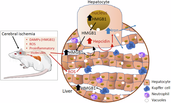 Hepatocyte activation and liver injury following cerebral ischemia promote HMGB1-mediated hepcidin upregulation in hepatocytes and regulation of systemic iron levels