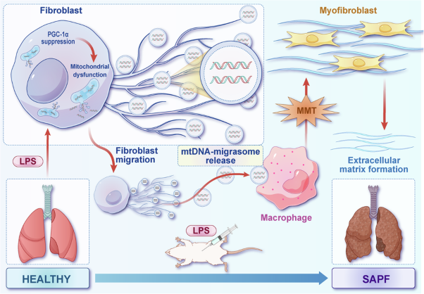PGC-1α mediates migrasome secretion accelerating macrophage–myofibroblast transition and contributing to sepsis-associated pulmonary fibrosis