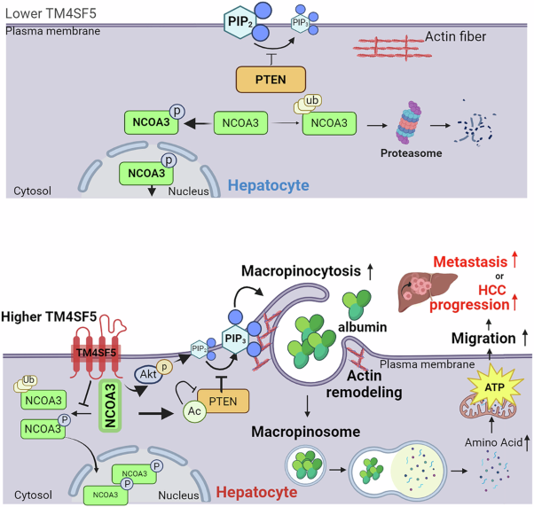 Hepatocyte TM4SF5-mediated cytosolic NCOA3 stabilization and macropinocytosis support albumin uptake and bioenergetics for hepatocellular carcinoma progression