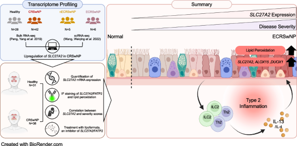 <i>SLC27A2</i> marks lipid peroxidation in nasal epithelial cells driven by type 2 inflammation in chronic rhinosinusitis with nasal polyps
