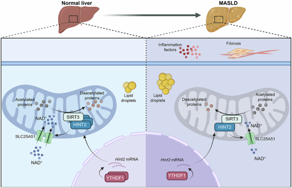 Histidine triad nucleotide-binding protein 2 attenuates metabolic dysfunction-associated steatotic liver disease through NAD<sup>+</sup>-dependent sirtuin-3 activation