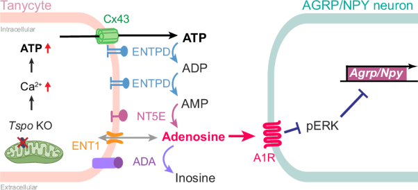 Adenosine transmission from hypothalamic tanycytes to AGRP/NPY neurons regulates energy homeostasis