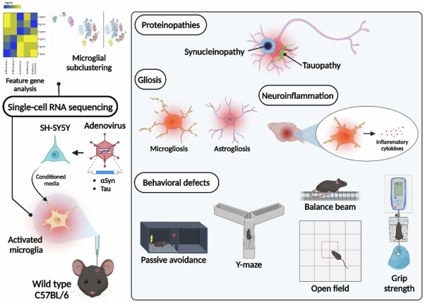 Microglia-driven inflammation induces progressive tauopathies and synucleinopathies