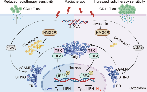 Cholesterol biosynthesis induced by radiotherapy inhibits cGAS–STING activation and contributes to colorectal cancer treatment resistance