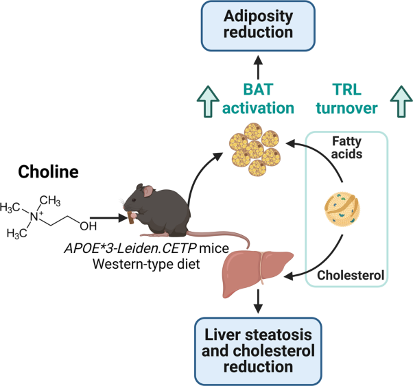 Dietary choline increases brown adipose tissue activation markers and improves cholesterol metabolism in female <i>APOE*3-Leiden.CETP</i> mice