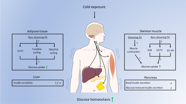 Physiological and molecular mechanisms of cold-induced improvements in glucose homeostasis in humans beyond brown adipose tissue