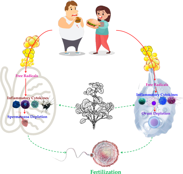 Pathophysiology of obesity-related infertility and its prevention and treatment by potential phytotherapeutics