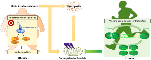 The mitochondrial quality control system: a new target for exercise therapeutic intervention in the treatment of brain insulin resistance-induced neurodegeneration in obesity