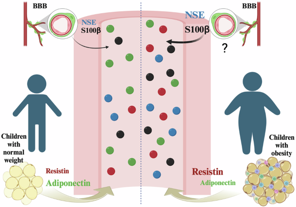 Serum S100β and neuron-specific enolase correlate with obesity parameters in Mexican children