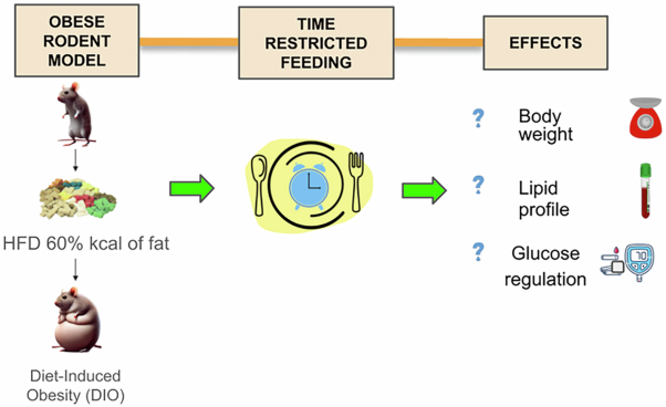 Time-restricted feeding in rodent obesity models: impact on body weights, lipid profile and glucoregulation