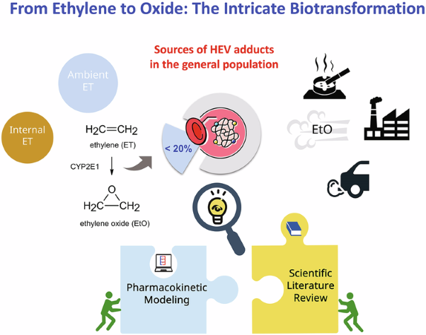 Uncovering the connection: ethylene exposure and endogenous ethylene oxide levels in humans