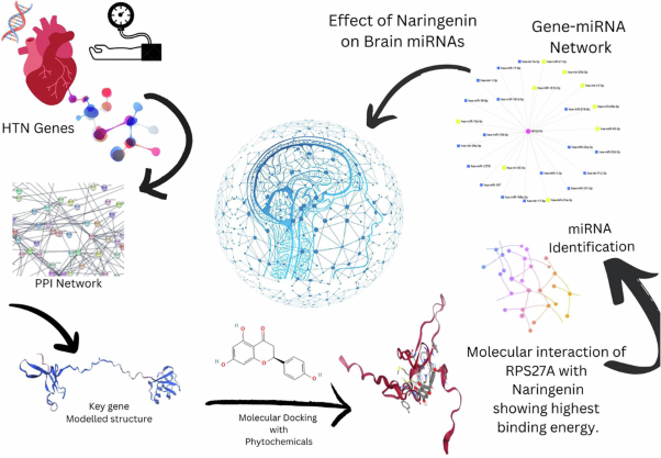 Multiple system biology approaches reveals the role of the hsa-miR-21 in increasing risk of neurological disorders in patients suffering from hypertension