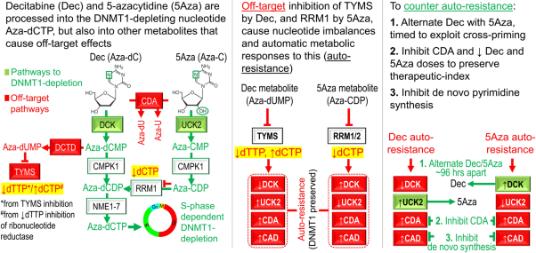 Decitabine- and 5-azacytidine resistance emerges from adaptive responses of the pyrimidine metabolism network