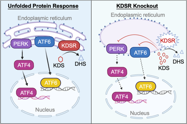 3-Ketodihydrosphingosine reductase maintains ER homeostasis and unfolded protein response in leukemia