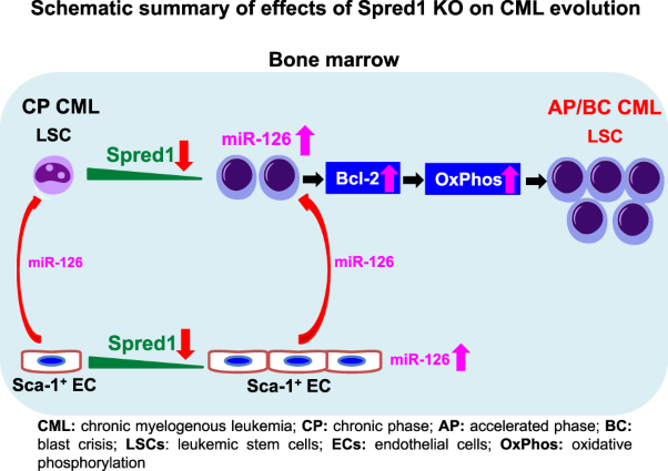 Spred1 deficit promotes treatment resistance and transformation of chronic phase CML