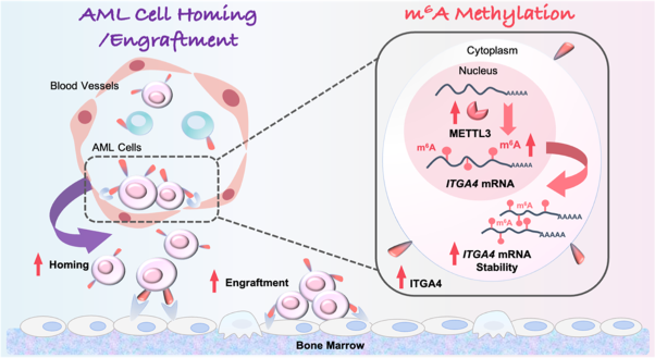 METTL3 mediates chemoresistance by enhancing AML homing and engraftment via ITGA4