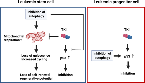 Autophagy inhibition impairs leukemia stem cell function in FLT3-ITD AML but has antagonistic interactions with tyrosine kinase inhibition
