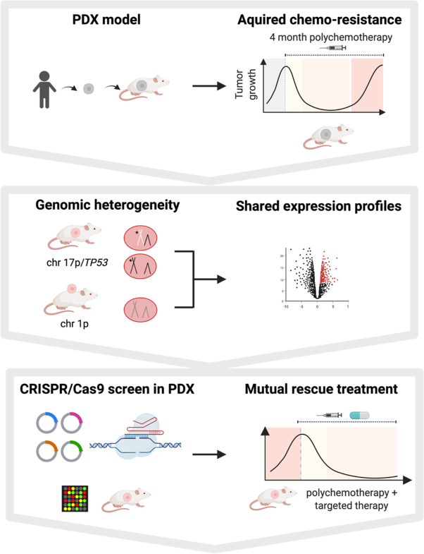 In vivo PDX CRISPR/Cas9 screens reveal mutual therapeutic targets to overcome heterogeneous acquired chemo-resistance