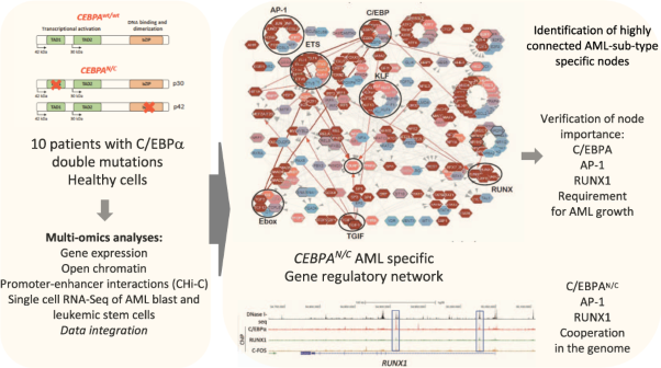 Identification and interrogation of the gene regulatory network of <i>CEBPA</i>-double mutant acute myeloid leukemia