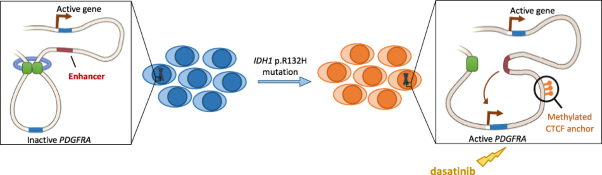 Isocitrate dehydrogenase 1 mutation drives leukemogenesis by <i>PDGFRA</i> activation due to insulator disruption in acute myeloid leukemia (AML)