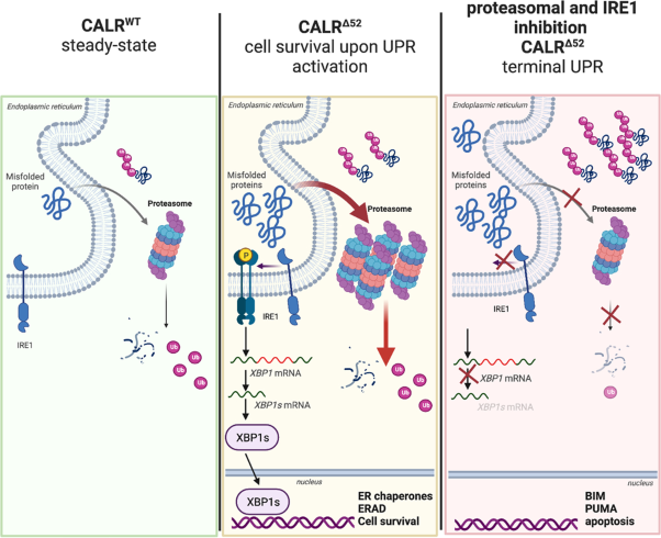 <i>CALR</i>-mutated cells are vulnerable to combined inhibition of the proteasome and the endoplasmic reticulum stress response