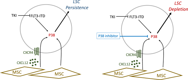 Microenvironmental CXCL12 deletion enhances Flt3-ITD acute myeloid leukemia stem cell response to therapy by reducing p38 MAPK signaling