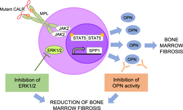 Inhibition of ERK1/2 signaling prevents bone marrow fibrosis by reducing osteopontin plasma levels in a myelofibrosis mouse model