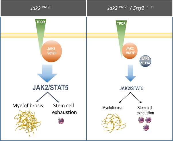 SRSF2-P95H decreases JAK/STAT signaling in hematopoietic cells and delays myelofibrosis development in mice