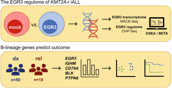 The EGR3 regulome of infant <i>KMT2A</i>-r acute lymphoblastic leukemia identifies differential expression of B-lineage genes predictive for outcome